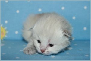 Female Siberian Kitten from Deedlebug Siberians